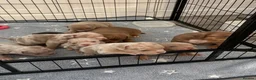 American Bully dogs for sale: Lucci vs Gr CH McLovin pups  - Advert 2