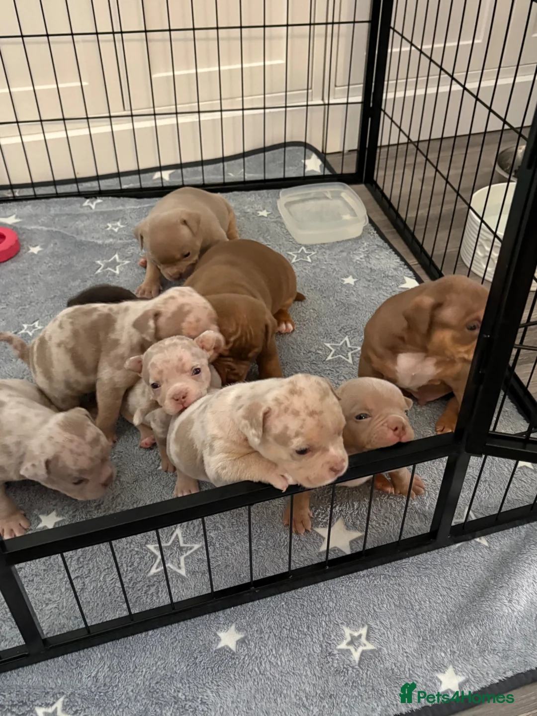 American Bully dogs for sale: Lucci vs Gr CH McLovin pups  - Advert 2