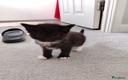 Mixed Breed cats for sale: Mixed breed Tabbies  - Image 10