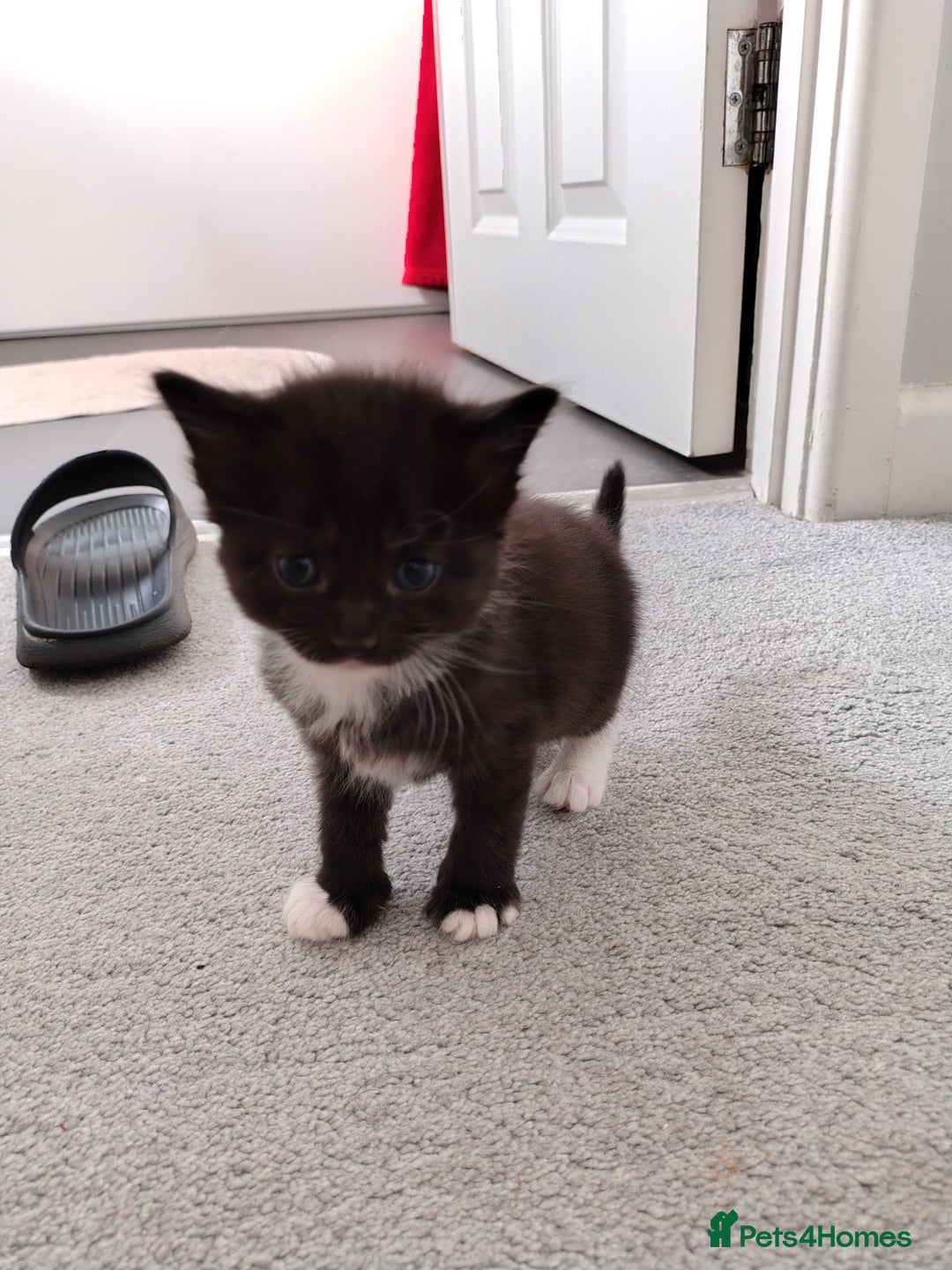 Mixed Breed cats for sale: Mixed breed Tabbies  - Image 10
