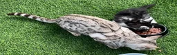 Bengal cats for sale: Silver Bengal mother & two male kittens for sale in Birmingham - Advert 8