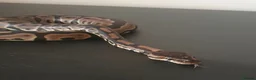 Snake reptiles for sale: Stunning Female Leopard Ball Python - Advert 7