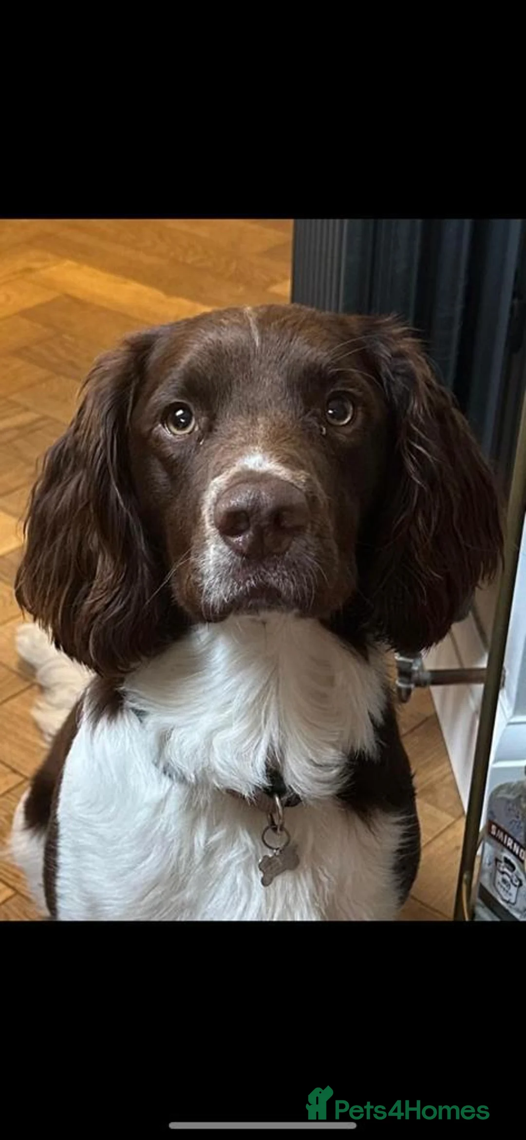 English Springer Spaniel dogs for stud: Working English Springer Spaniel Stud Health Test in Chelmsford - Advert 39