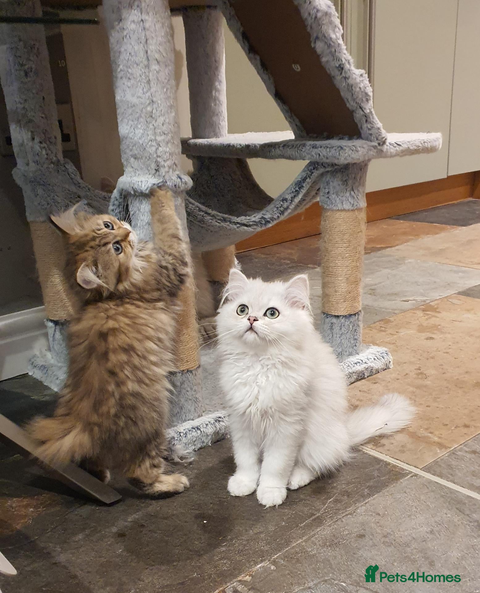 Persian cats for sale: 💖Beautiful Pedigree Chinchilla Persian Kitten.  - Advert 1