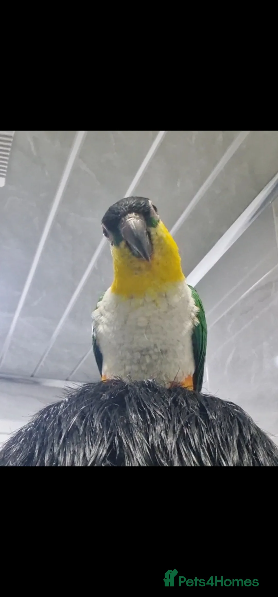 Budgerigars birds for sale: Tame caique parrot for sale - Advert 4