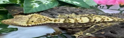 Gecko reptiles for sale: Crested gecko collection for sale  - Advert 19