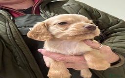 Cocker Spaniel dogs for sale: Kc Working Cocker Spaniel Puppies  - Image 1