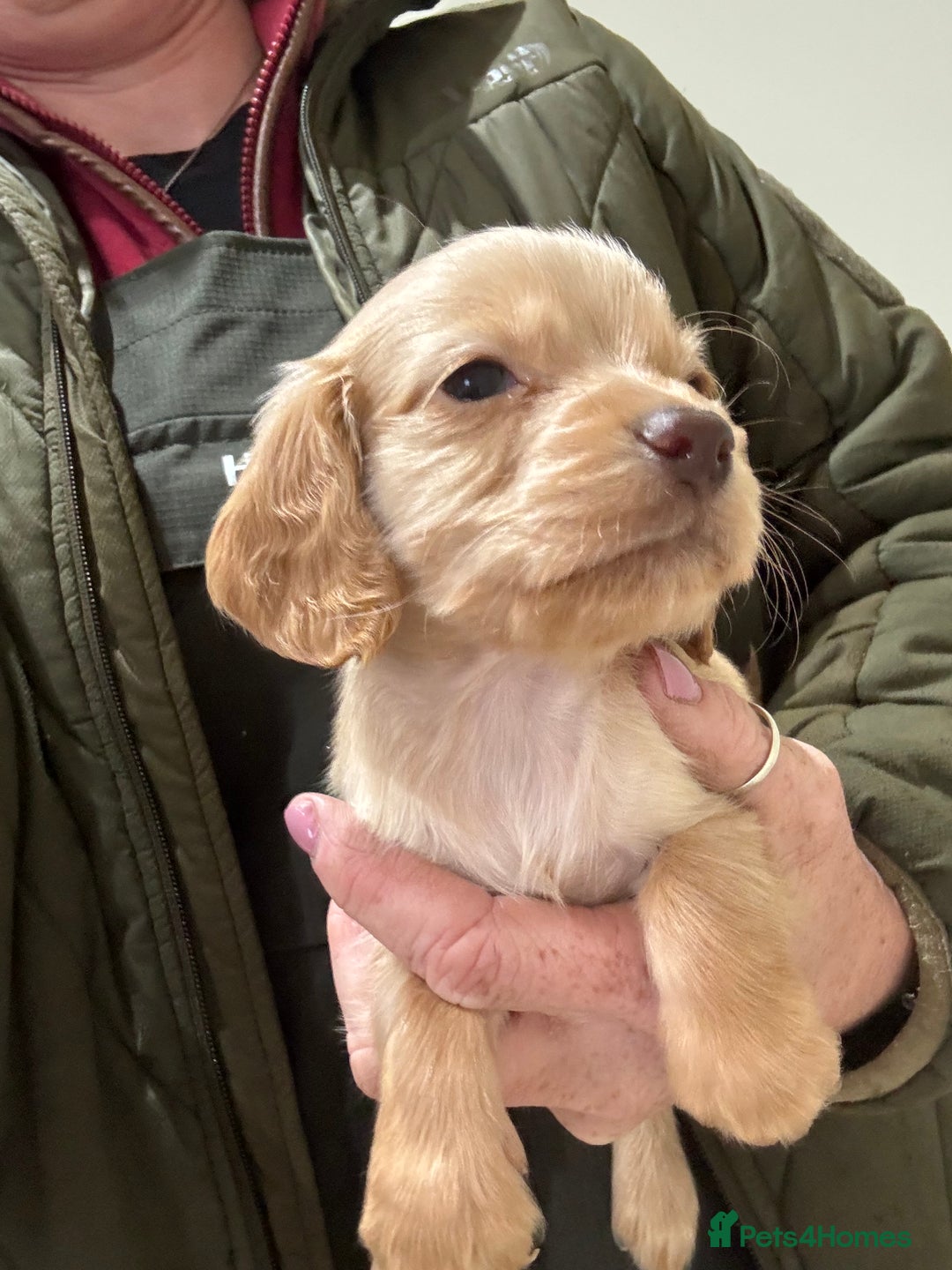 Cocker Spaniel dogs for sale: Kc Working Cocker Spaniel Puppies  - Image 1