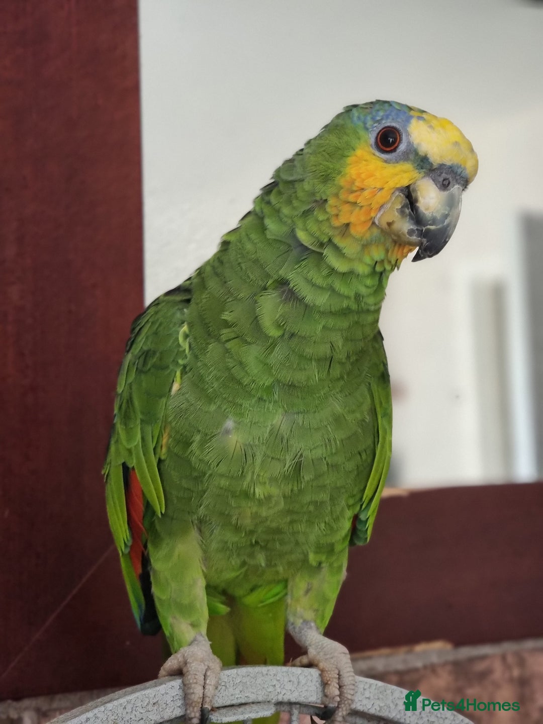 Parrots birds for sale: Amazon parrot - Advert 2