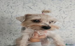 Yorkshire Terrier dogs for sale: Adorable Yorkshire Terrier Biewer Puppies Tricolor - Image 16
