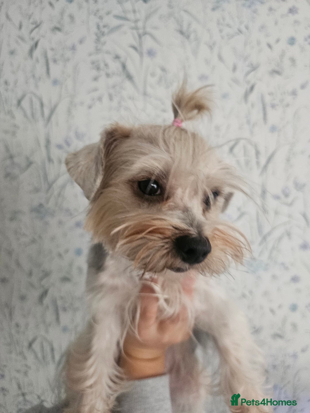 Yorkshire Terrier dogs for sale: Adorable Yorkshire Terrier Biewer Puppies Tricolor - Image 16
