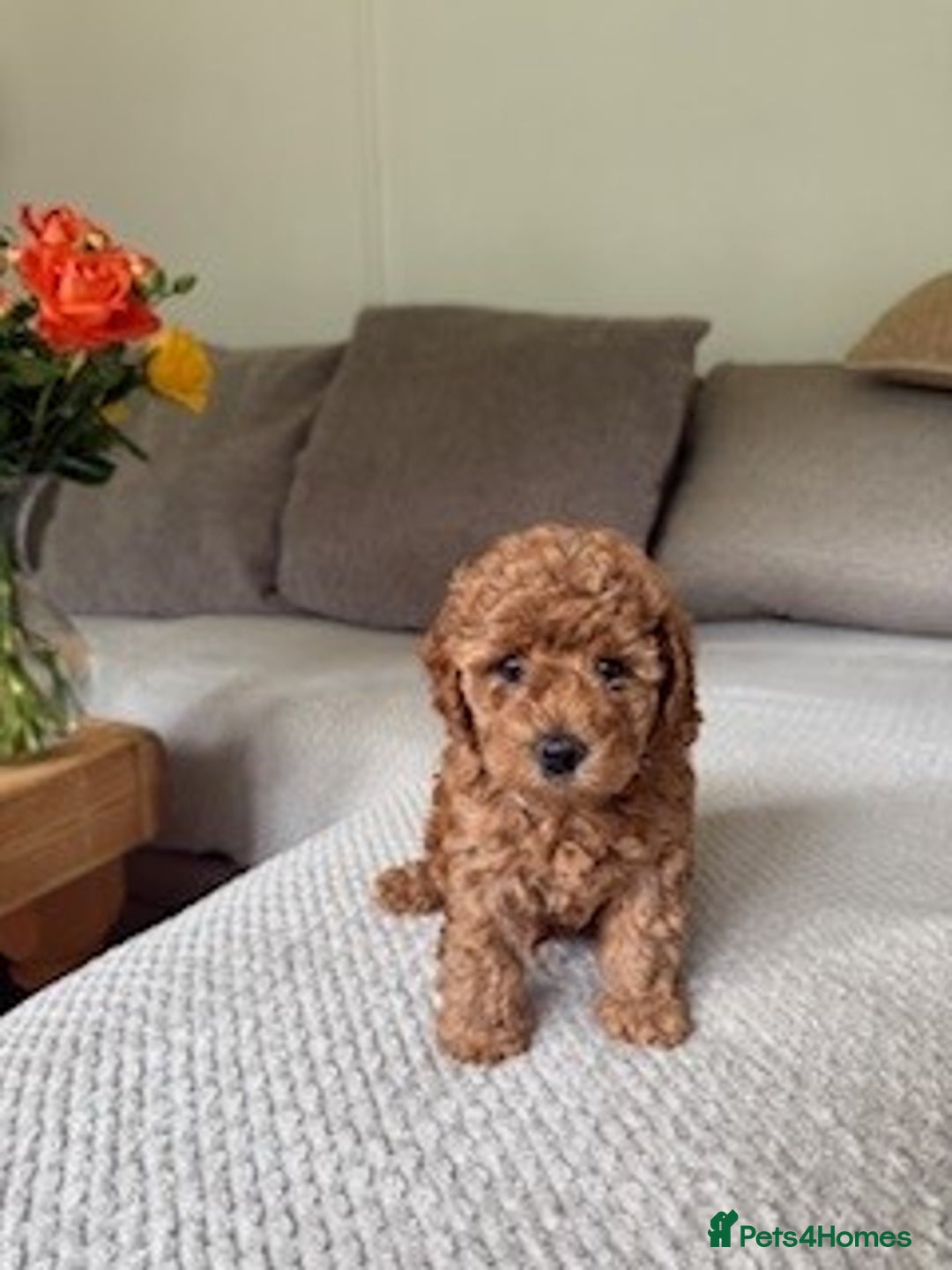 Cavapoo dogs for sale: Beautiful Litter Of F2b Cavapoos - Image 14