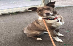 Mixed Breed dogs for adoption: Polly 9 yrs young  - Image 1