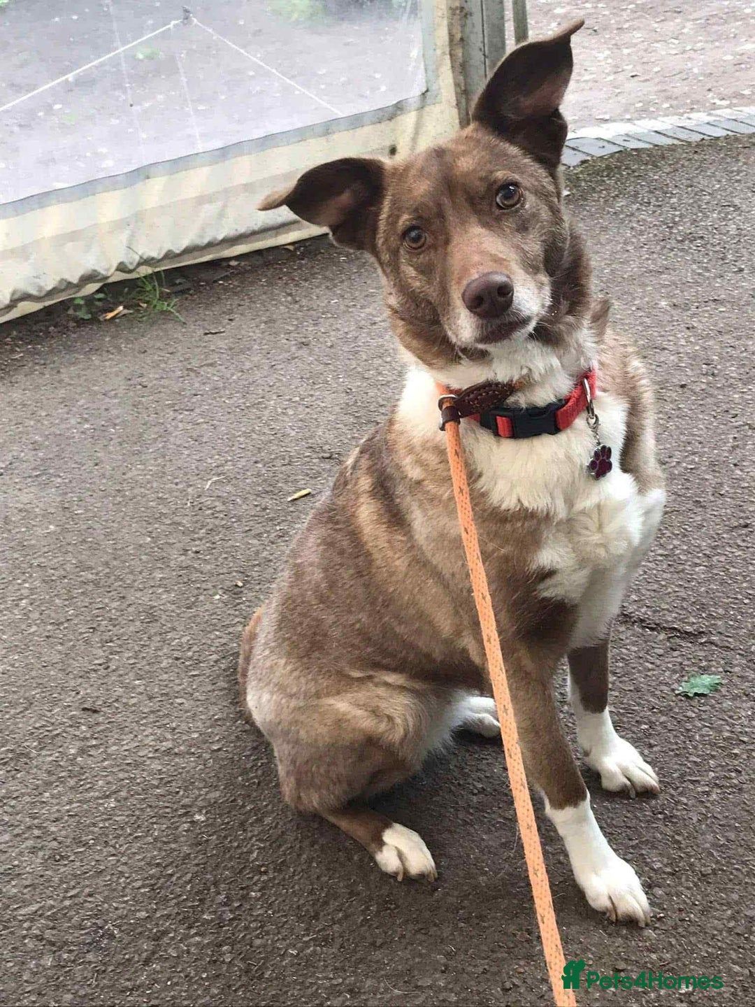 Mixed Breed dogs for adoption: Polly 9 yrs young  - Image 1