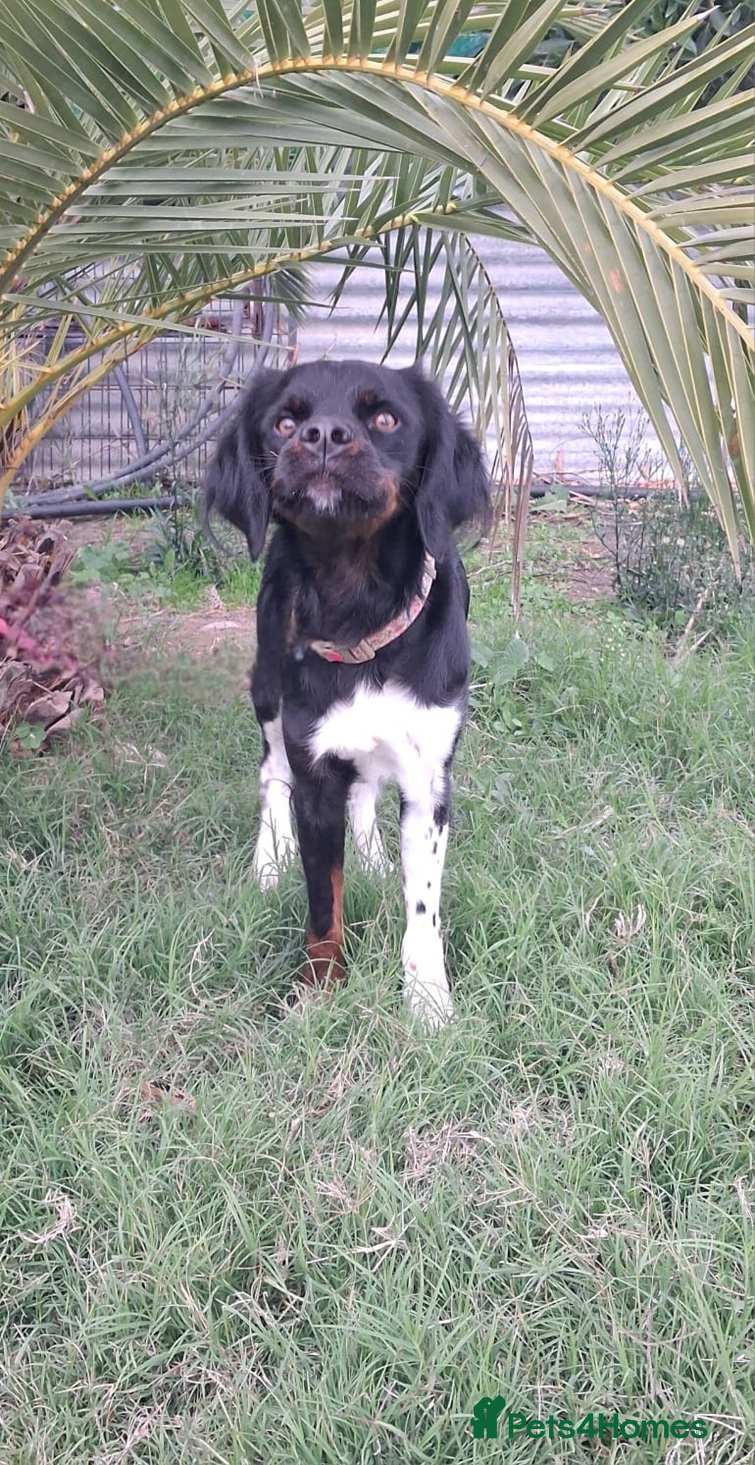 Mixed Breed dogs for adoption: Be BROODY's Best Friend.... - Advert 5