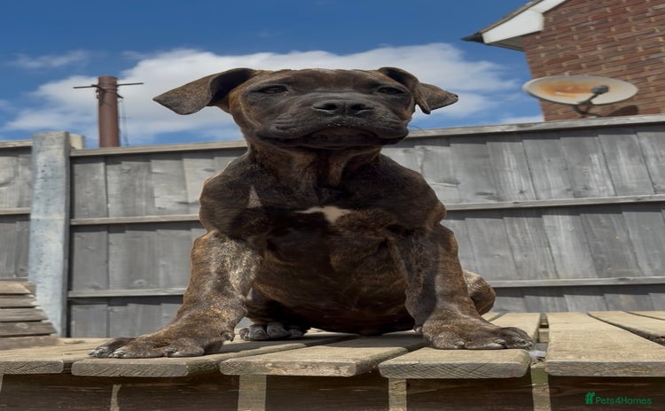 Cane Corso dogs in Sittingbourne - Advert 2