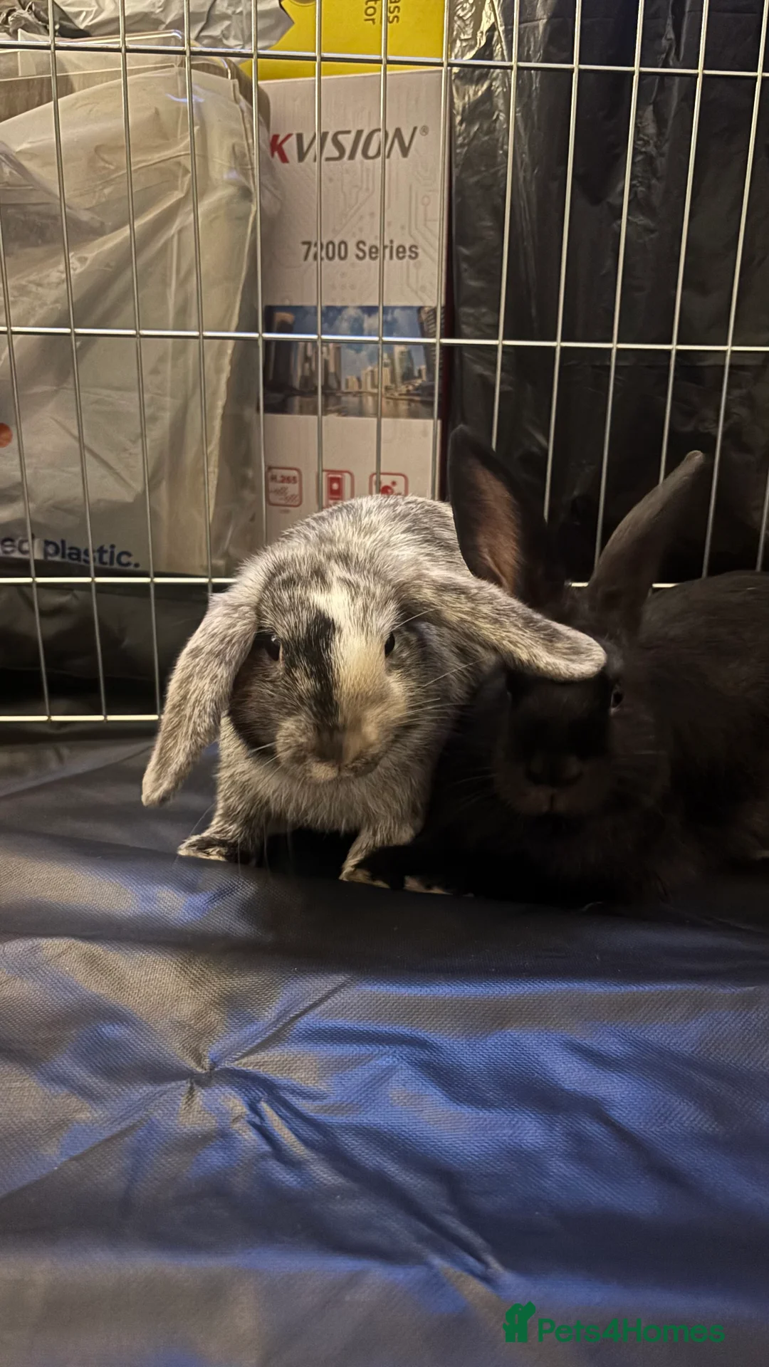 Tri Coloured Dutch rabbits for sale: Re-homing two rabbits - Advert 7