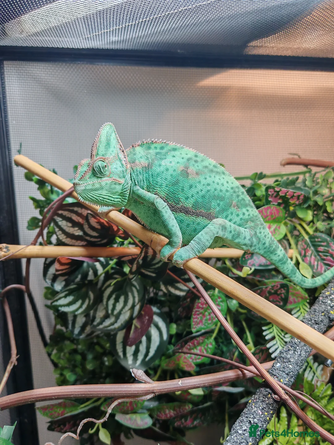 Chameleon reptiles for sale: Female Veiled Chameleon with set up in Newport - Advert 2