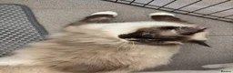 Ragdoll cats for sale: Beautiful ragdoll kittens  - Advert 6