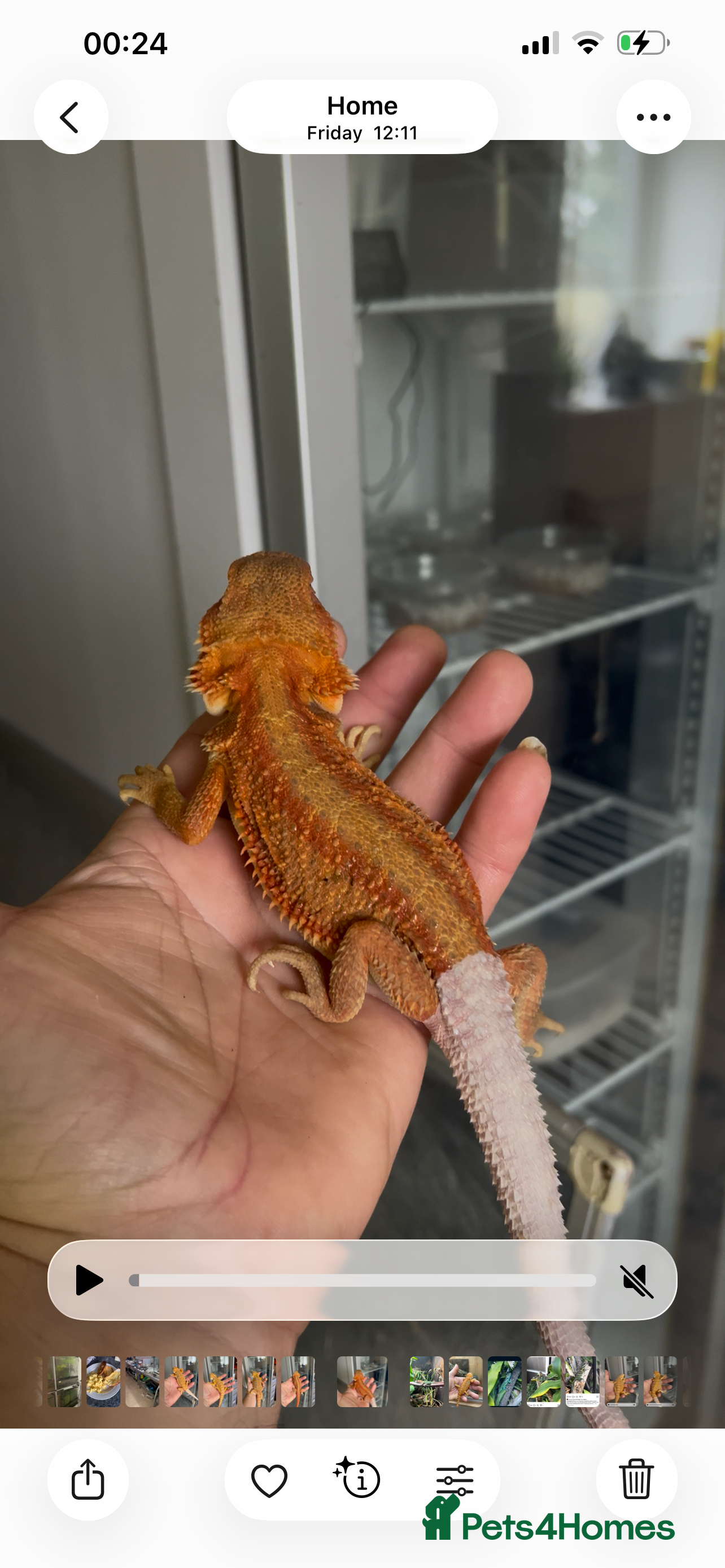 Bearded Dragon reptiles Hi end bearded dragons - Advert 1