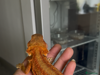 Bearded Dragon reptiles Hi end bearded dragons - Advert 1