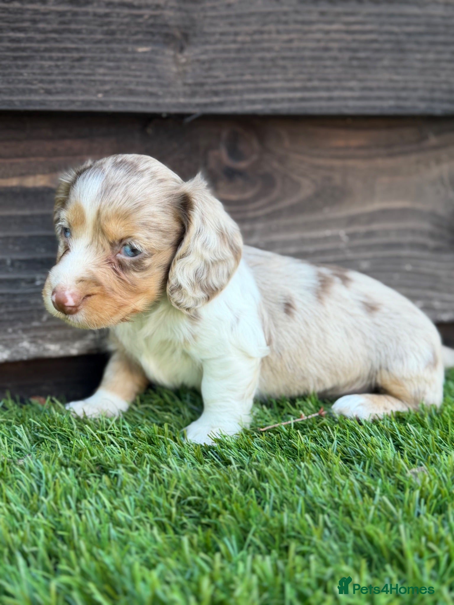 Miniature Dachshund dogs Miniature dachshunds  - Advert 6