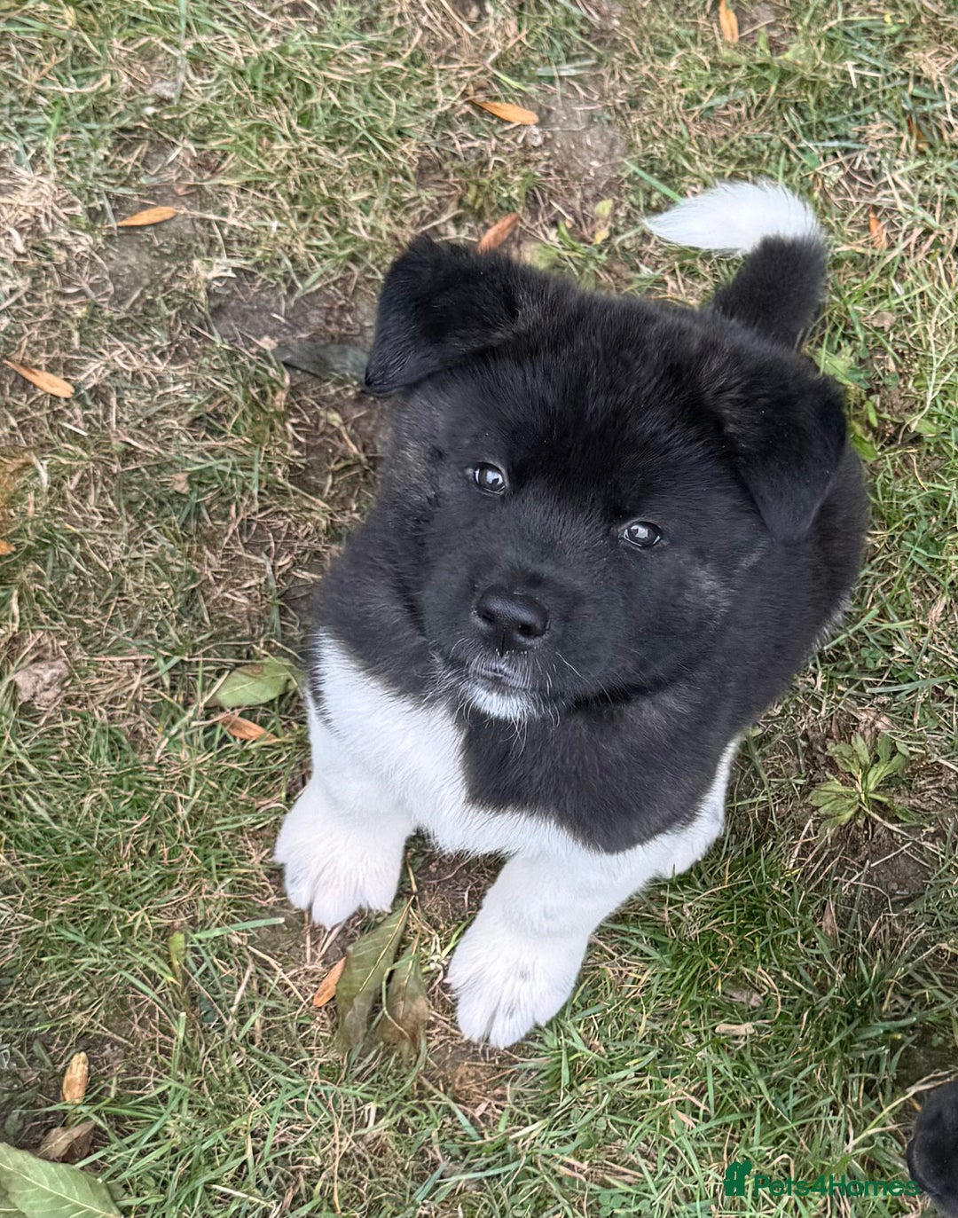 Akita dogs for sale: Quality KC Registered American Akita Puppies - Image 24