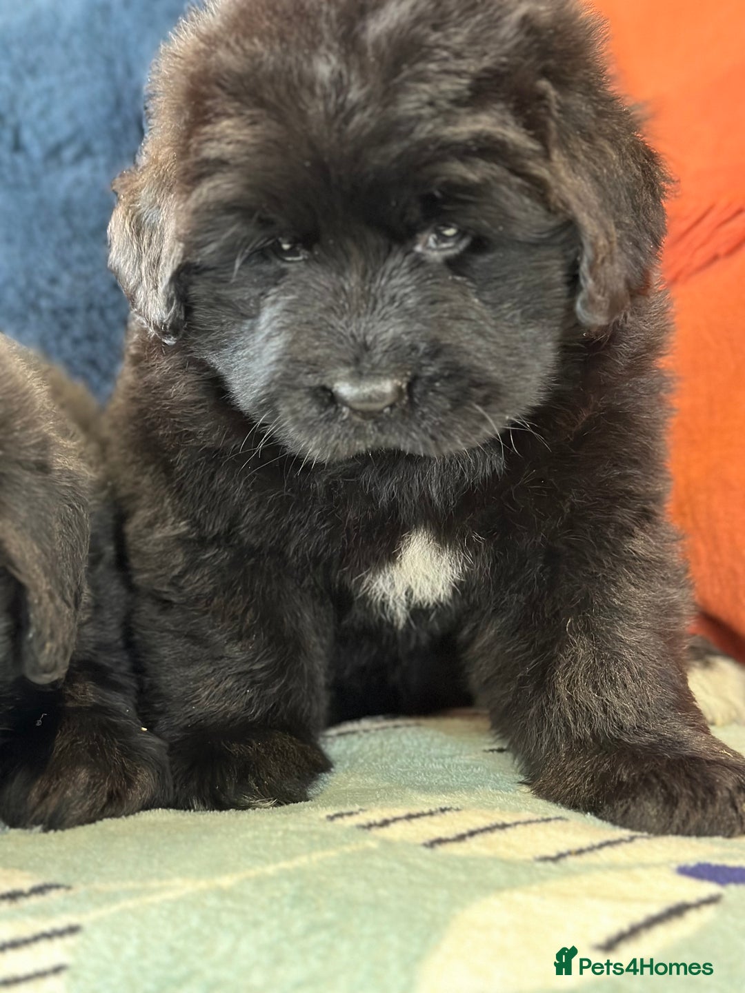 Newfoundland dogs for stud: Newfoundland stud in Doncaster - Image 11