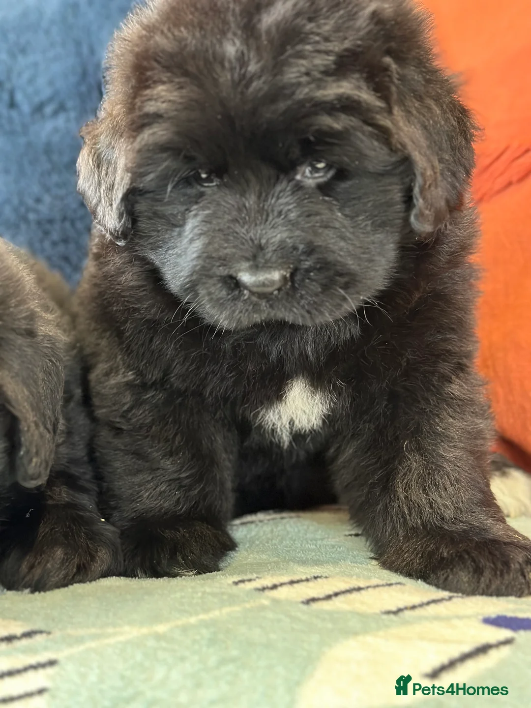 Newfoundland dogs for stud: Newfoundland stud in Doncaster - Advert 11