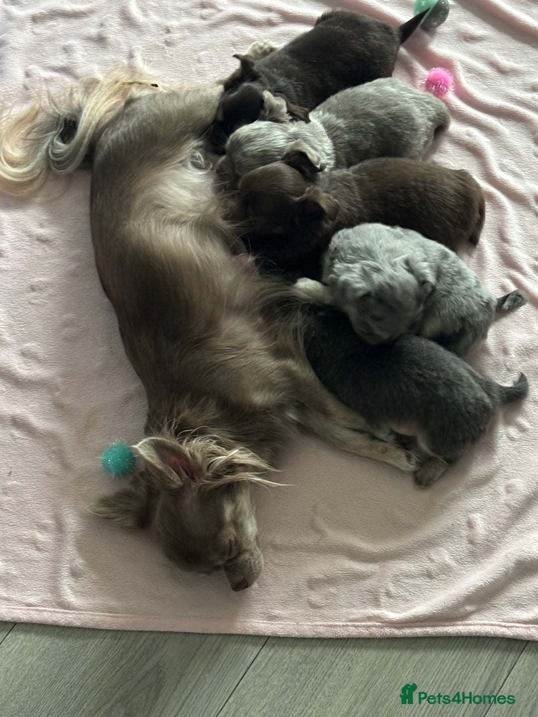 Chihuahua dogs for sale: Longhair chihuahua boys, Longhair Chocolate Girl - Image 13