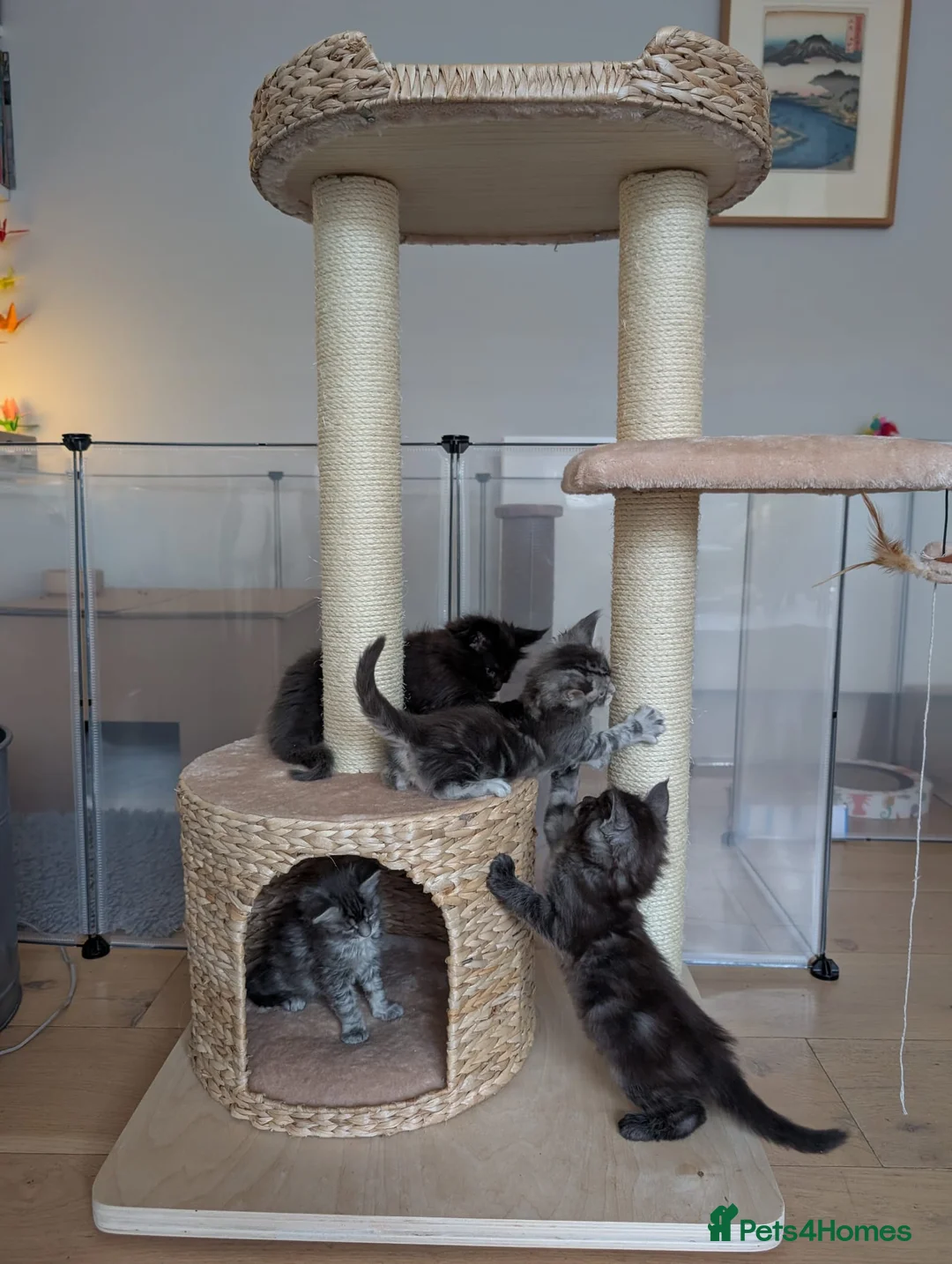 Maine Coon cats for sale: PURE BREED MAINE COON KITTENS READY EARLY MARCH - Advert 2