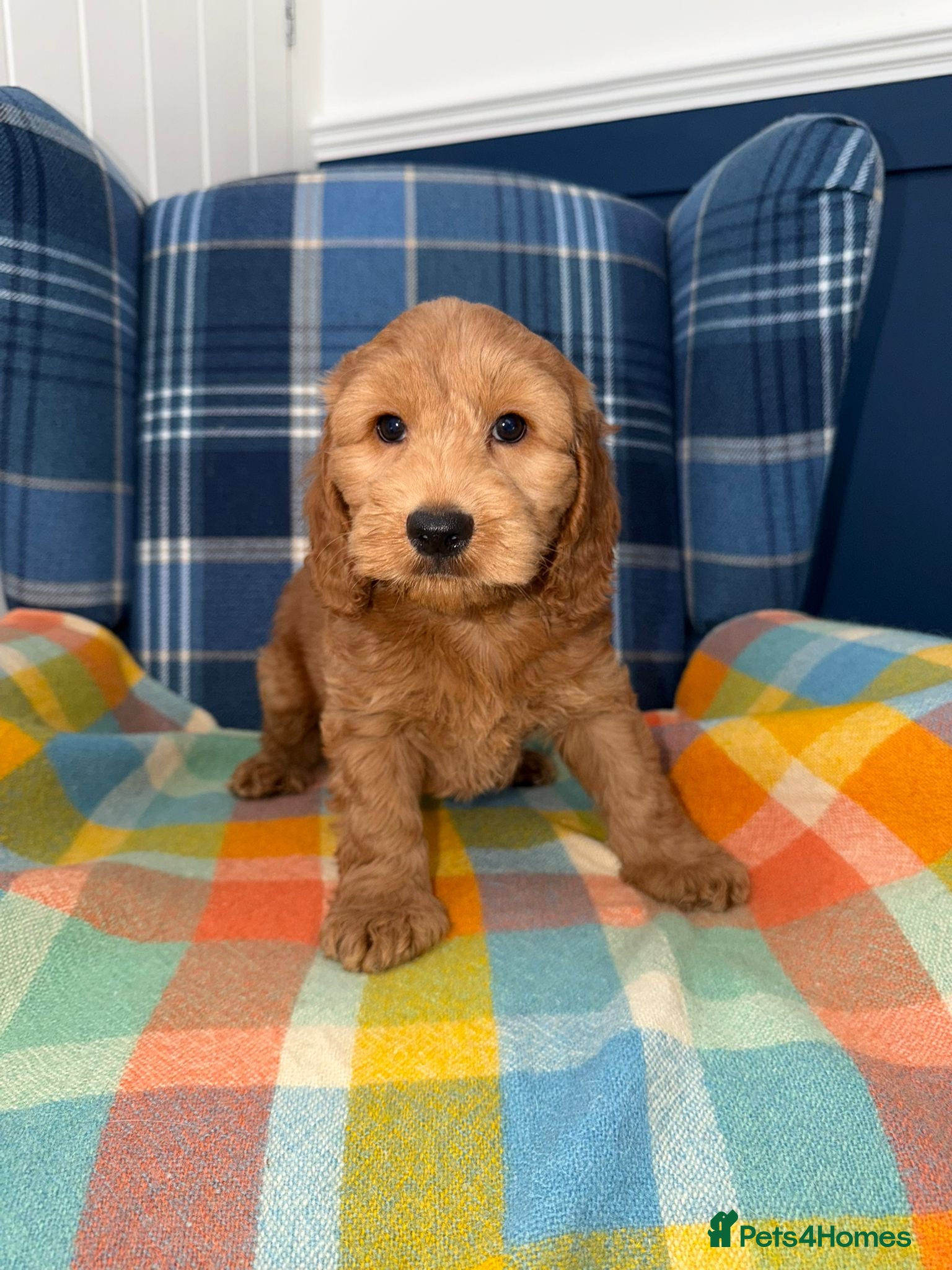 Cockapoo dogs Stunning Cockapoo's READY NOW  - Advert 1