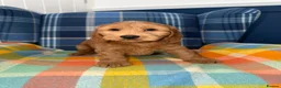 Cockapoo dogs for sale: Stunning Cockapoo's READY NOW  - Advert 1