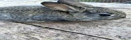 Mixed Breed rabbits for sale: Choice of eight mixed-breed rabbits in Newton Abbot - Advert 6