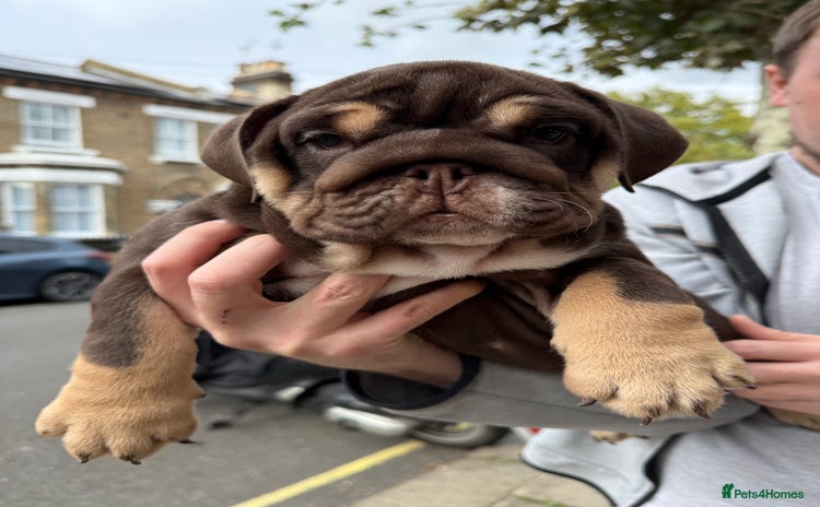 English Bulldog dogs - Advert 2