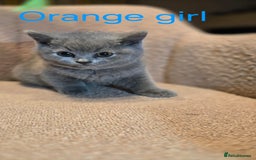 British Shorthair cats for sale: British shorthair kittens  - Image 4