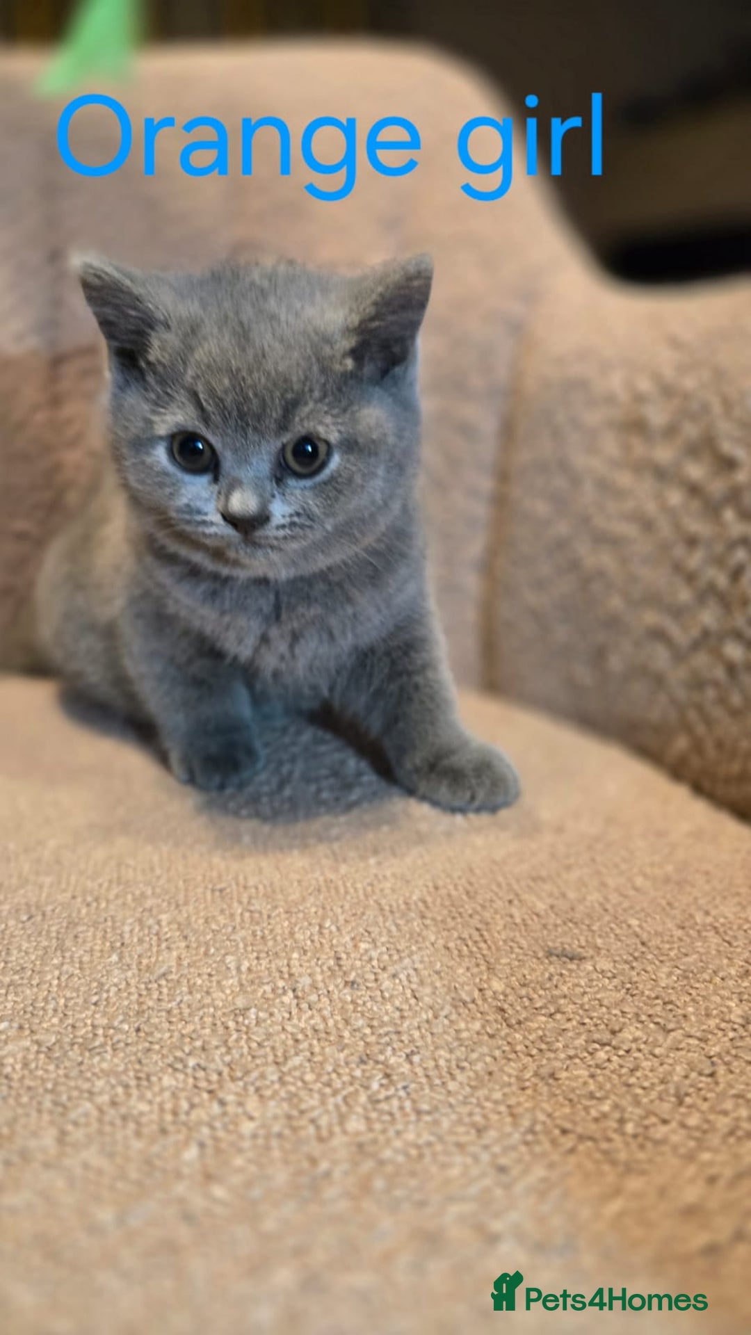 British Shorthair cats for sale: British shorthair kittens  - Image 4