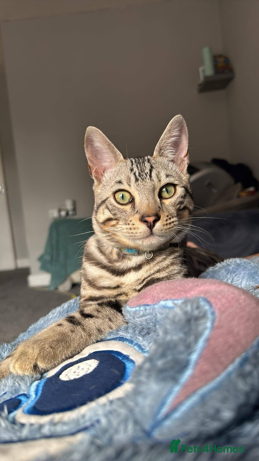 Bengal cats Juicy Jax ready for stud  - Advert 6