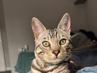 Bengal cats Juicy Jax ready for stud - Advert 11