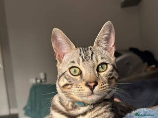 Bengal cats Juicy Jax ready for stud - Advert 15