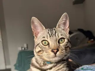 Bengal cats Juicy Jax ready for stud - Advert 17