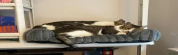 Mixed Breed cats for adoption: [Indoors Only] Lex & Luthor - Adorable Brothers! - Advert 12