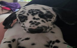 Dalmatian dogs for sale: 3 x male Dalmatian ready for 4eva homes. - Image 8