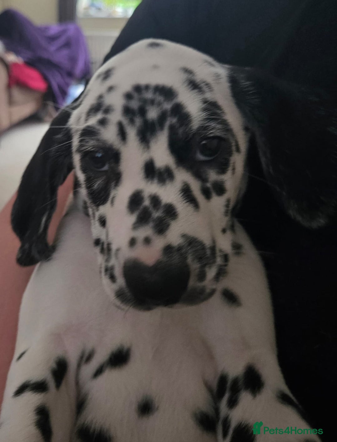 Dalmatian dogs for sale: 3 x male Dalmatian ready for 4eva homes. - Image 8