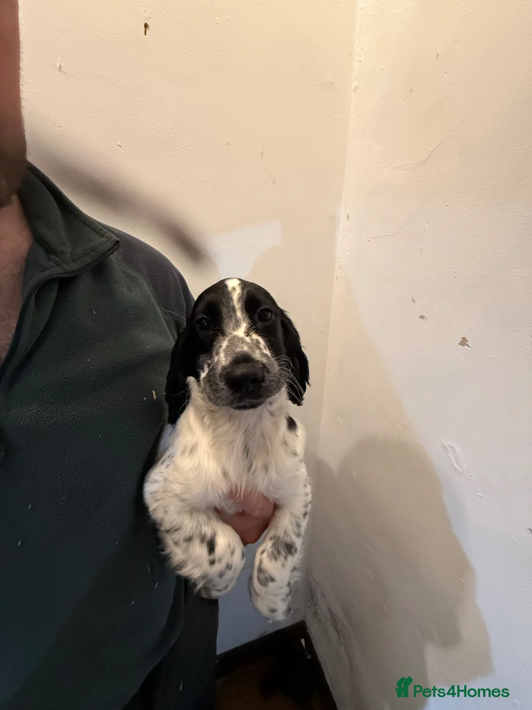 Cocker Spaniel dogs for sale: Cocker spaniel puppies Ready to leave now! in Preston - Advert 2