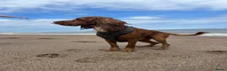 Cocker Spaniel dogs for stud: Athletic working cocker spaniel in Lincoln - Advert 2