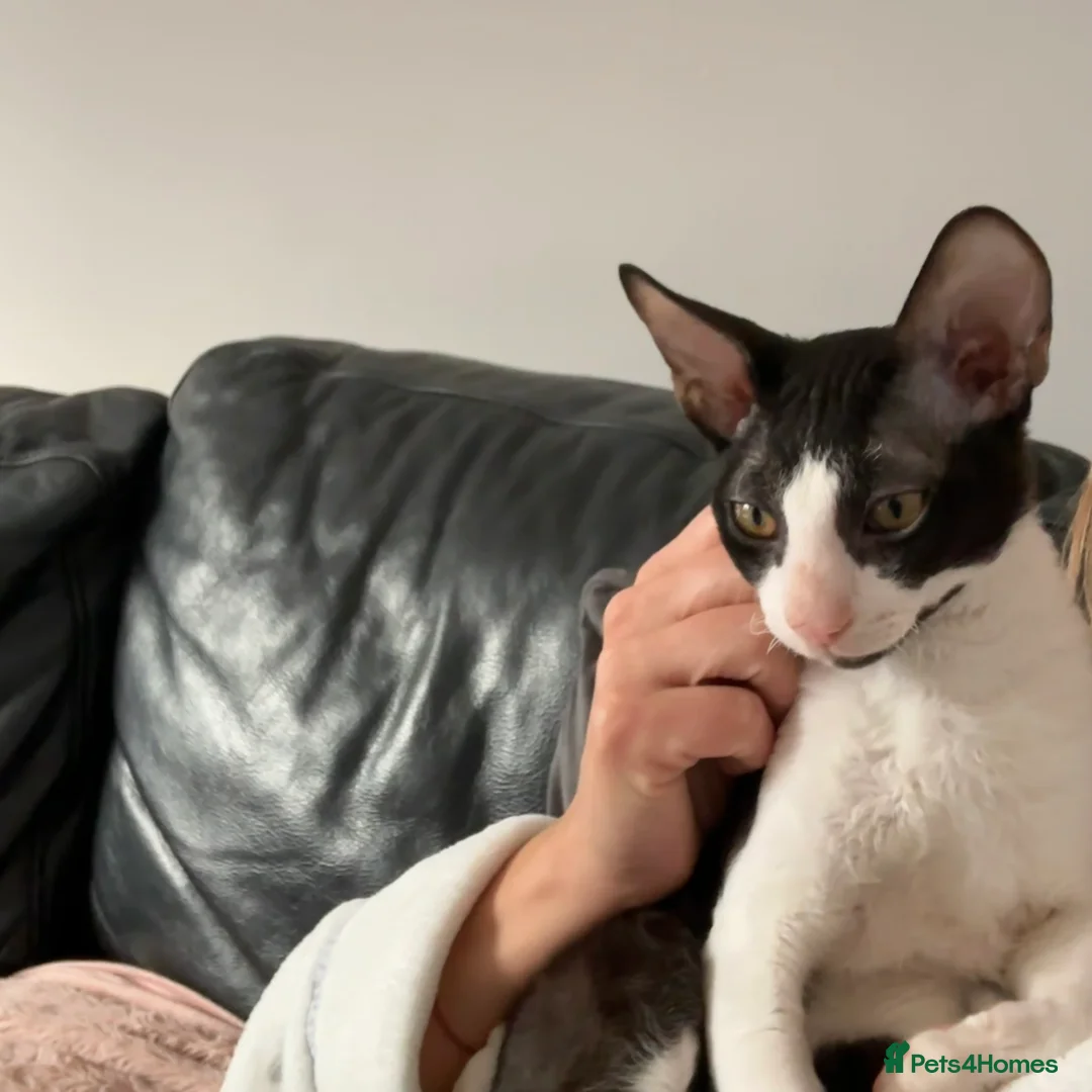 Cornish Rex cats for sale: 1 Gorgeous Cornish Rex Boy - Advert 2