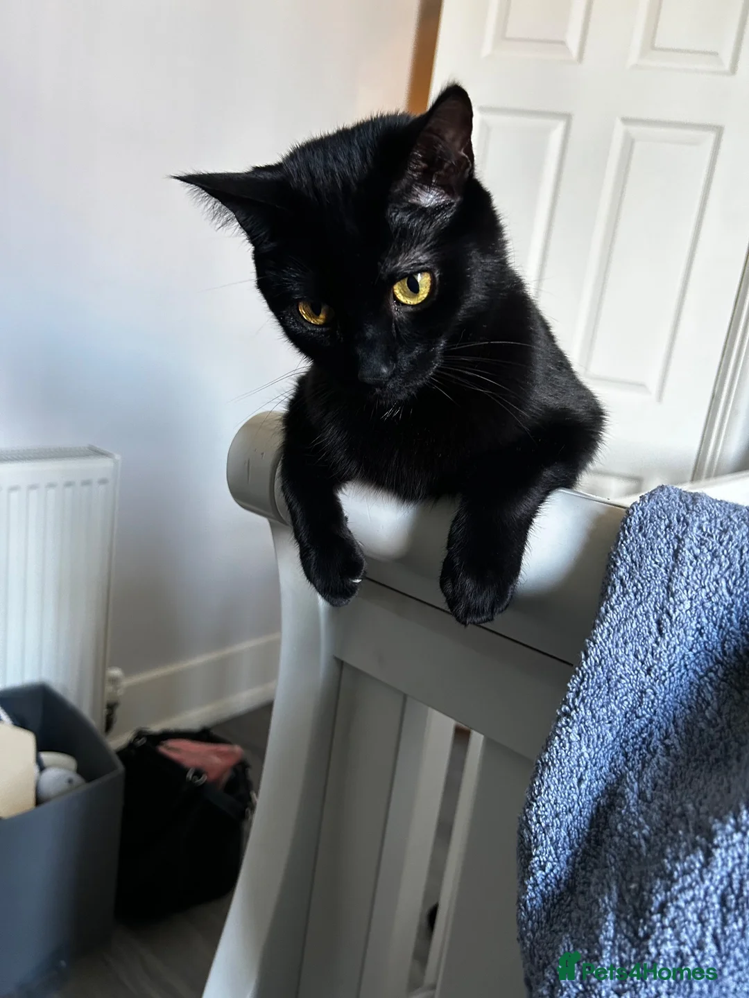 British Shorthair cats for sale: Sweet black domestic shorthair (3 Years) in London - Advert 2