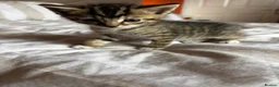 Mixed Breed cats for sale: Beautiful kittens for sale - Advert 12