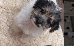 Jackapoo dogs for sale: Jackapoo puppy’s  - Image 5